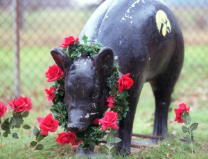 The concrete pig at the corner Old Marion Rd. and 35th Street NE shows support for the Iowa Hawkeyes' 2002 trip to the Rose Bowl. The pig is no longer at that intersection; it's owner recently moved it to his home in Robins.